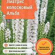 Лиатрис колосковый Альба