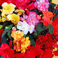 Бегония вечноцветущая махровая Сказочная страна