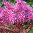Астильба китайская Пёпл Глория