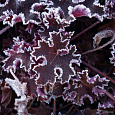 Гейхера Purple Petticoats
