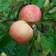 Яблоня Грушовка красная Московская Яблоня Грушовка красная Московская