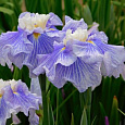 Ирис японский Шугар Доум