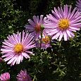 Астра кустарниковая Peter Harrison
