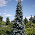 Ель колючая Oldenburg Ель колючая Oldenburg