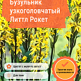 Бузульник узкоголовчатый Литтл Рокет