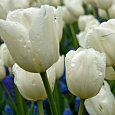 Тюльпан Букетный Weisse Berliner