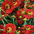 Гелениум осенний Red Jewel