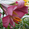 Лилия трубчатая Пинк Перфекшн