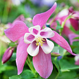 Аквилегия (Водосбор) голубая Spring Magic Rose White Аквилегия (Водосбор) голубая Spring Magic Rose White