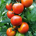 Томат Метелица