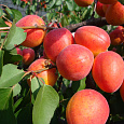 Абрикос обыкновенный Краснощекий