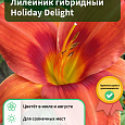 Лилейник гибридный Holiday Delight