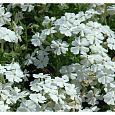Флокс друммонда Красотка в белом Флокс друммонда Красотка в белом