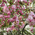 Вишня мелкопильчатая Pink Perfection