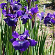 Ирис сибирский Shirley Pope