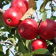 Яблоня колоновидная Созвездие