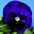 Виола крупноцветковая Селло Блю виз Блотч