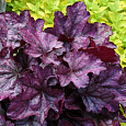 Гейхера гибридная Plume Royale
