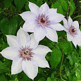 Клематис крупноцветковый Фую-но-Таби