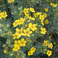 Лапчатка кустарниковая Medicine Wheel Mountain Лапчатка кустарниковая Medicine Wheel Mountain