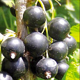 Смородина черная Ленинградский великан Смородина черная Ленинградский великан
