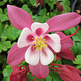 Аквилегия (Водосбор) голубая Spring Magic Rose White Аквилегия (Водосбор) голубая Spring Magic Rose White