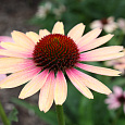 Эхинацея пурпурная Ивнинг Глоу Эхинацея пурпурная Ивнинг Глоу