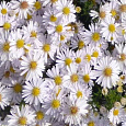 Астра кустарниковая Аполло