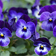 Виола крупноцветковая Селло Блю виз Блотч