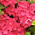 Гортензия крупнолистовая Лихтфайр Гортензия крупнолистовая Лихтфайр