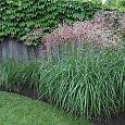 Мискантус китайский Flamingo