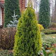 Туя западная Смарагд