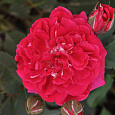 Роза парковая Кримсон Винтер Джевел