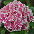 Гортензия крупнолистовая Тиволи Гортензия крупнолистовая Тиволи